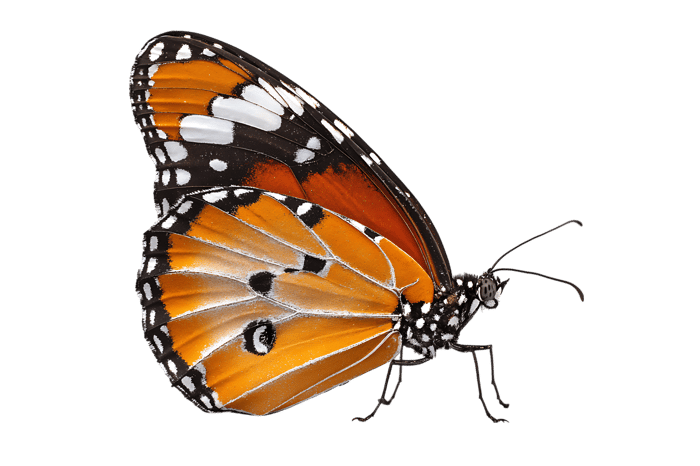 Close up of a colorful butterfly with orange and black wings. Concept of nature, wildlife, insects, and beauty.
