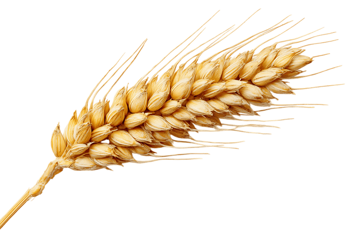Single stalk of ripe wheat isolated on black background