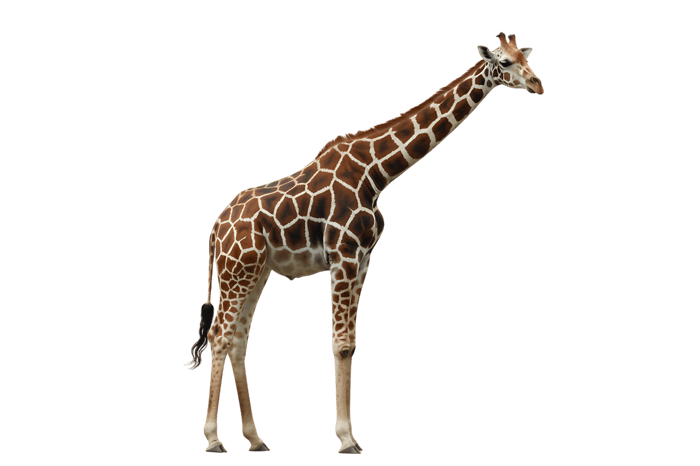 Reticulated giraffe standing tall