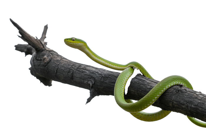 Green snake coiled on branch