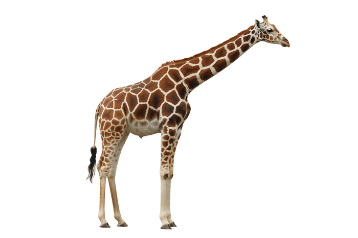 Tall giraffe with brown and white spots