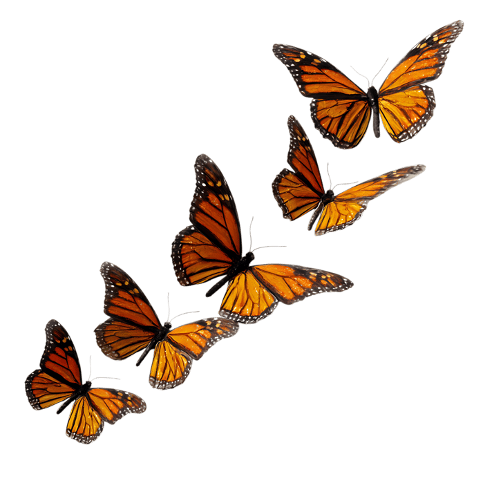Monarch butterflies in flight