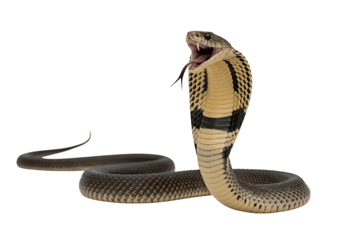 Cobra snake with hood up, mouth open