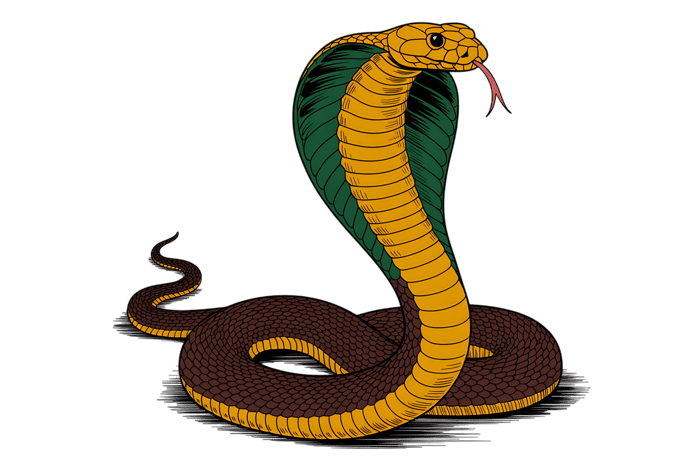 Illustration of a cobra snake with hood up910
