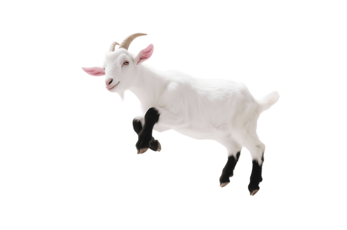Leaping white goat with black legs