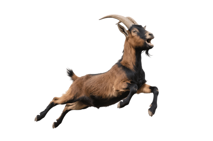 Jumping goat on transparent background