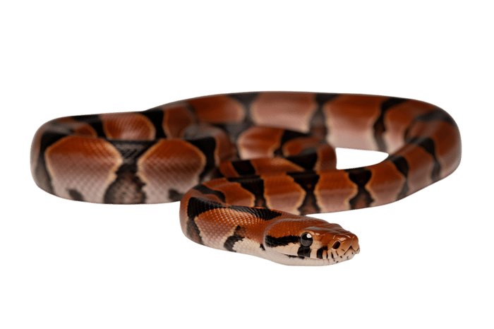 Coiled blood python snake