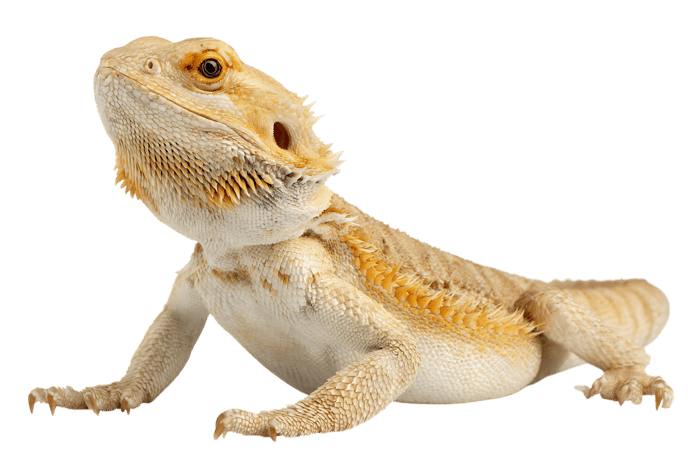 Close up of a bearded dragon lizard.