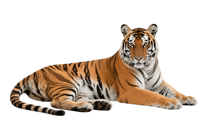 Lying tiger with black stripes465