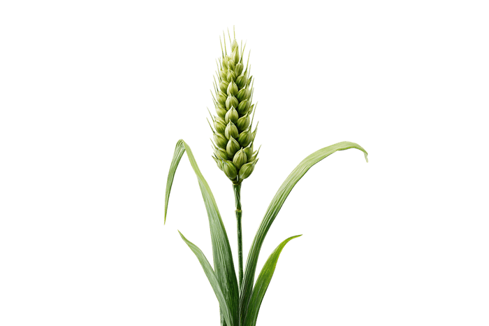 Single stalk of young wheat against black background.