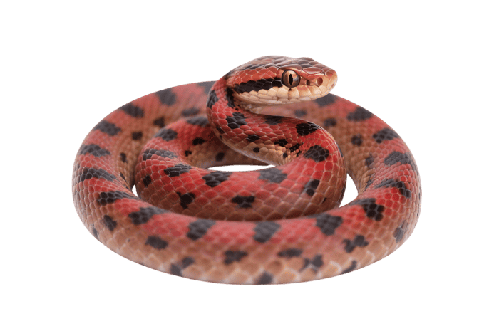 Red spotted snake coiled and ready