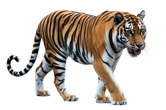 Walking tiger with orange and black stripes