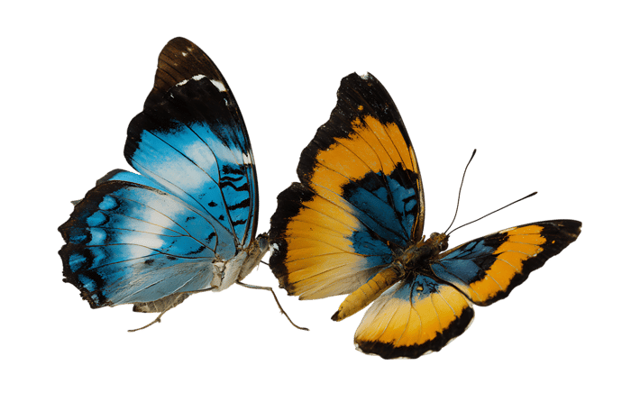 Two colorful butterflies on black background