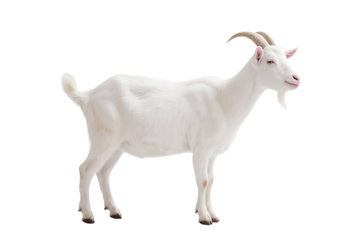Standing white goat in profile