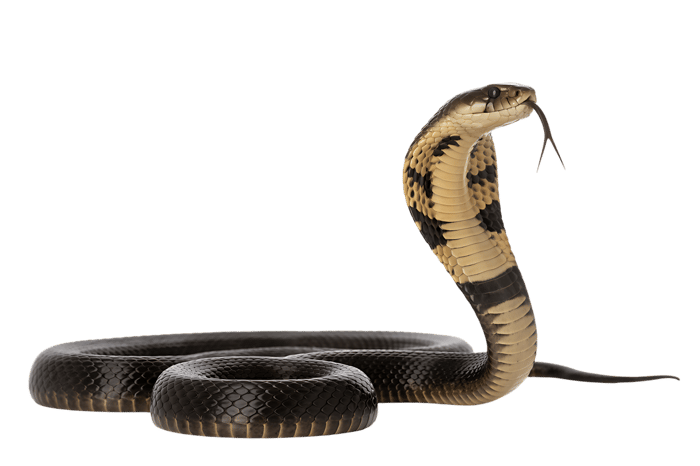 Striking cobra snake with hood up
