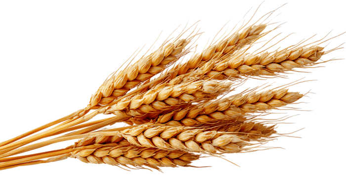 Ripe wheat stalks isolated, ready for harvest. Food, agriculture concept.