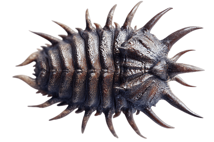 Close up of a spiky, dark colored creature.
