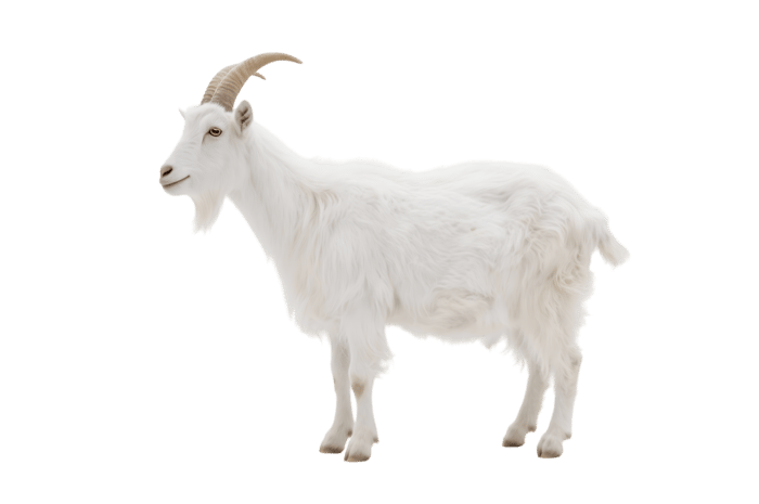 Standing white goat with horns and beard on isolated background