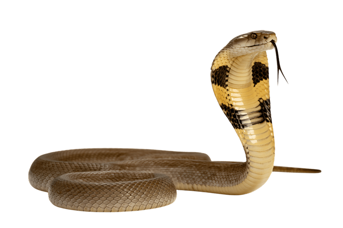 Cobra snake with hood extended797