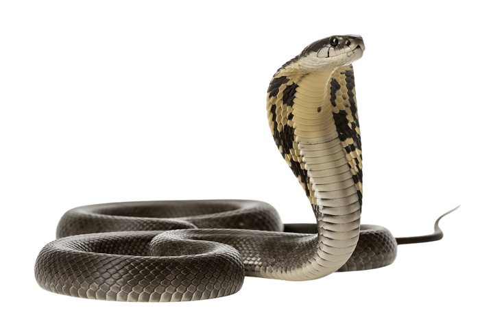 Striking cobra snake with hood extended on transparent background