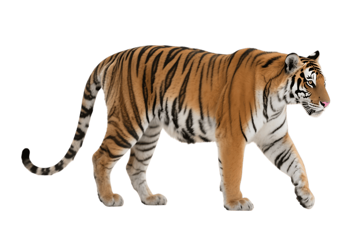 Walking tiger with orange and black stripes830