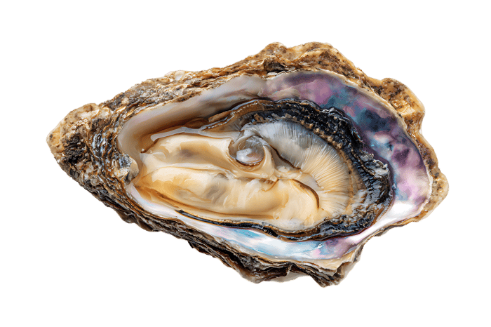 A single oyster, glistening pearl.