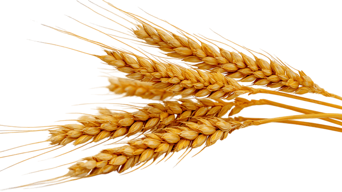 Ripe wheat ears isolated on a black background. Harvest, agriculture concept.