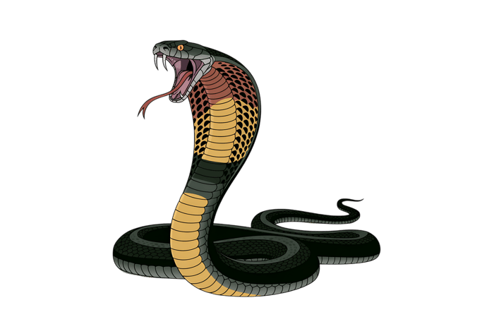 Illustration of a cobra snake with hood up535
