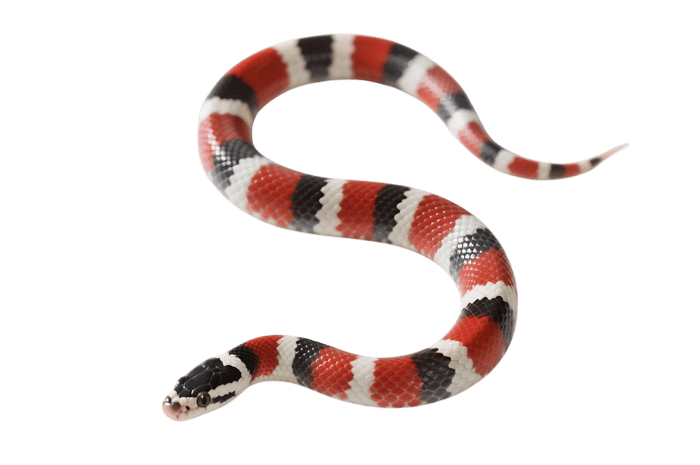 Scarlet kingsnake, red black and white banded snake