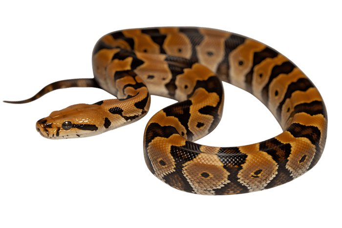 Beautiful ball python with exotic pattern on transparent background