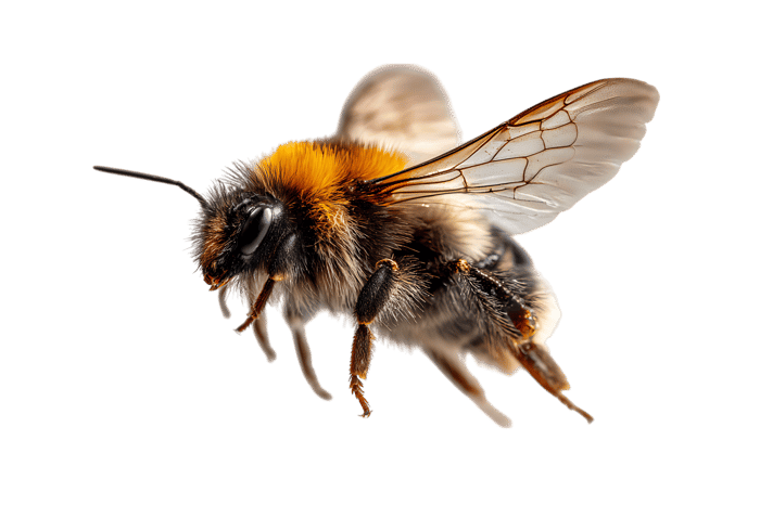 Close up of a bumblebee in flight