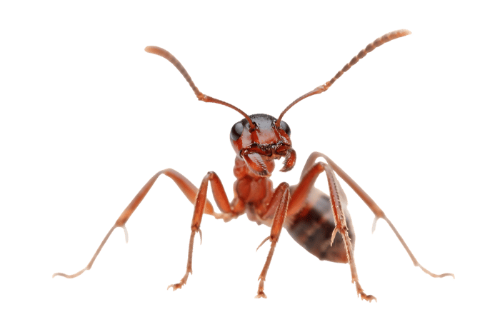 Detailed close up of an ant