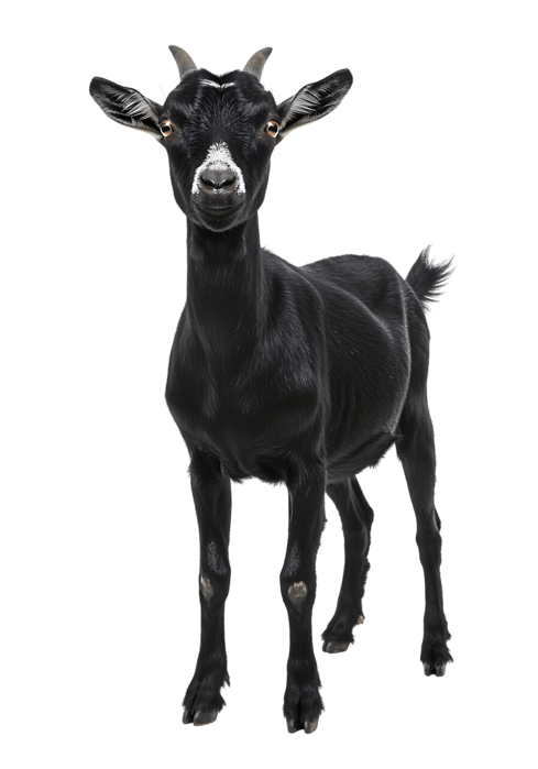 Standing black goat with horns