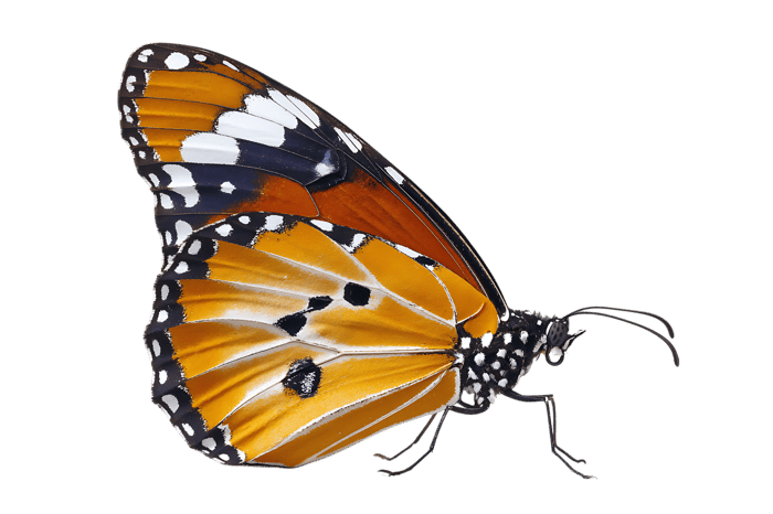 Close up of vibrant orange and black butterfly with intricate wing patterns
