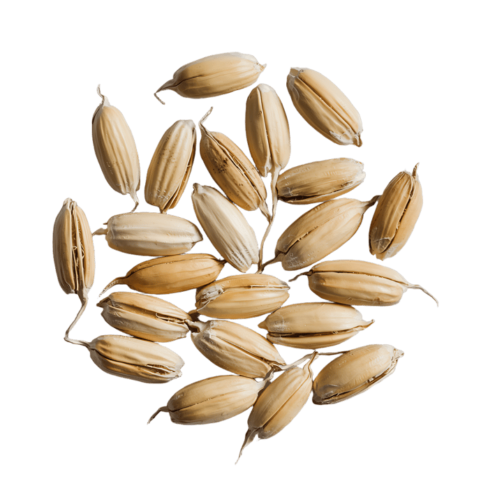 Close up of organic barley grains. Healthy food concept.
