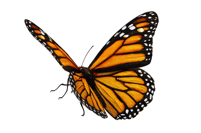 Monarch Butterfly in Flight