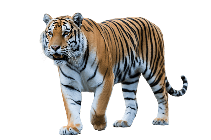 Beautiful tiger walking isolated