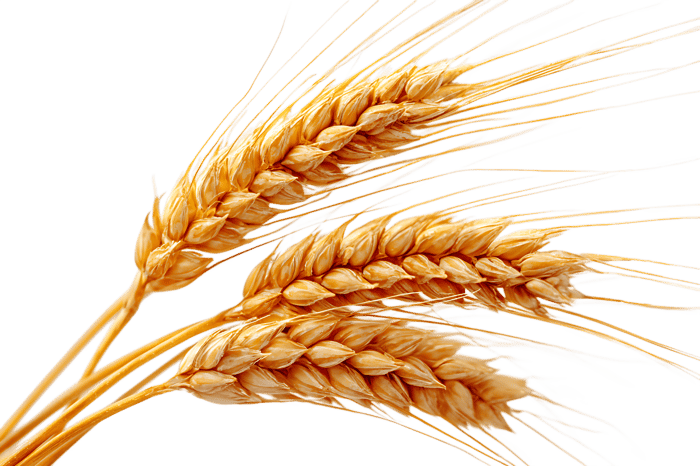 Ripe wheat stalks, symbolizing harvest, abundance, and agriculture.