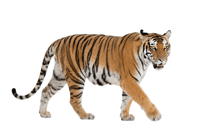 Walking bengal tiger on transparent background