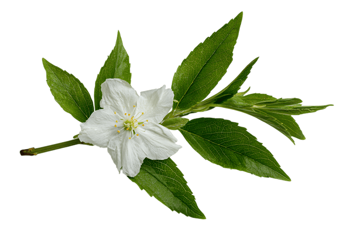 Single white flower with green leaves isolated on black background.