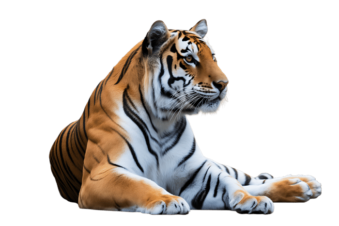 Striking tiger portrait, majestic feline in natural colors