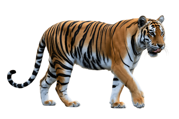 Bengal tiger walking full body