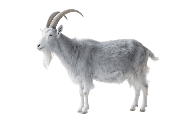 Majestic gray goat with beard and horns