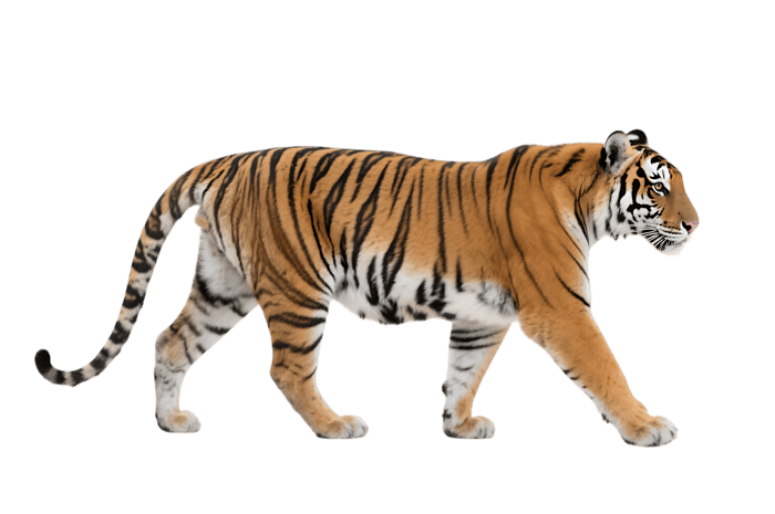 Walking tiger