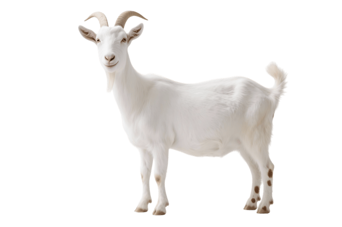 Standing white goat with horns