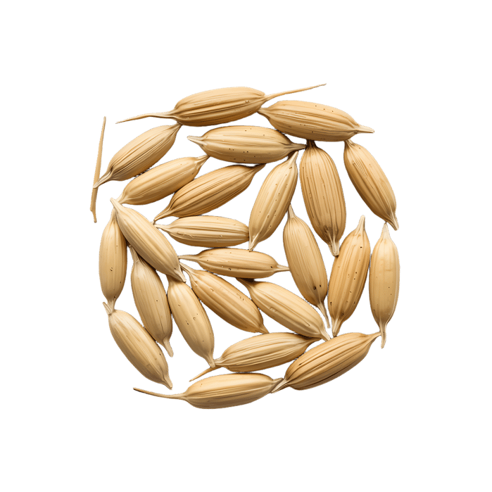 Close up of uncooked rice grains.