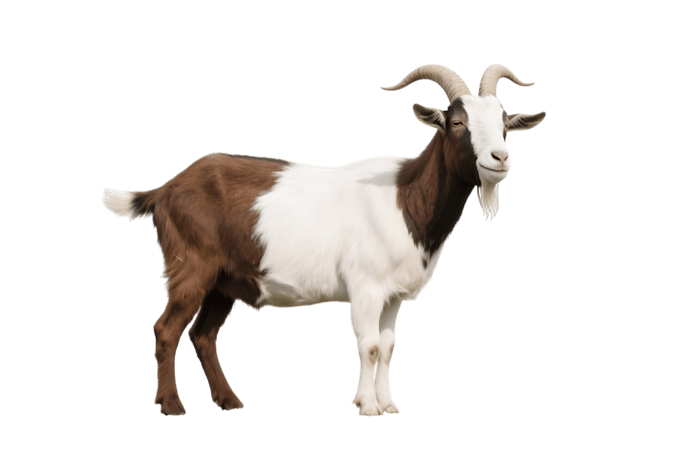 Brown and white goat standing profile