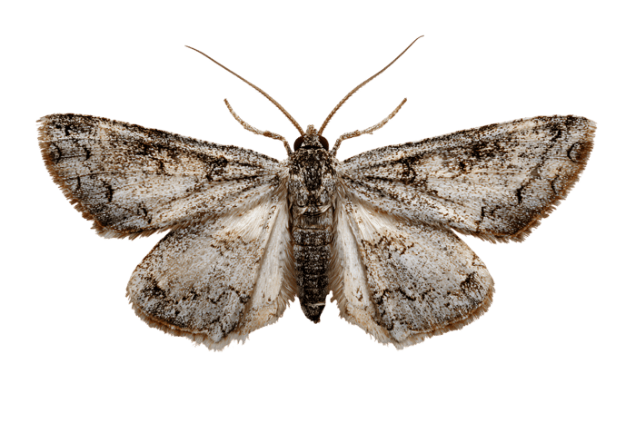 Detailed macro shot of a brown and white patterned moth or butterfly with delicate wings