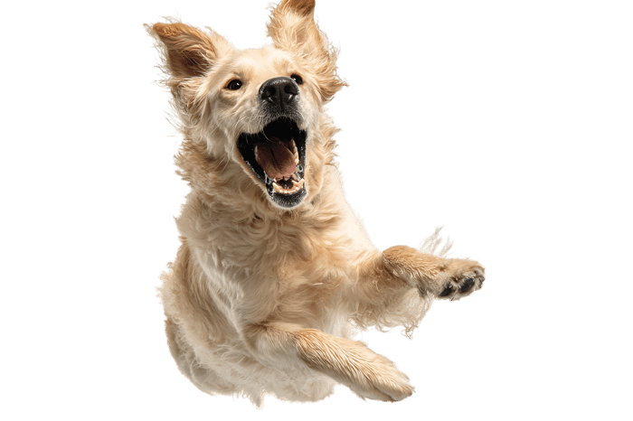 Joyful Golden Retriever dog leaping in the air.