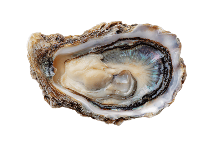 Close-up of a fresh oyster.